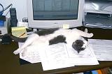 20031201_Kitty Kat_069